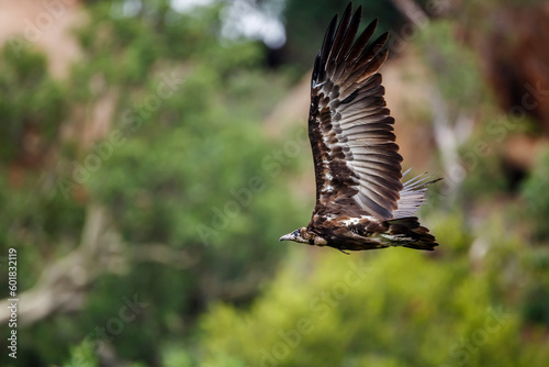 Hooded Vulture in Kruger National park, South Africa ; Specie Necrosyrtes monachus family of Accipitridae