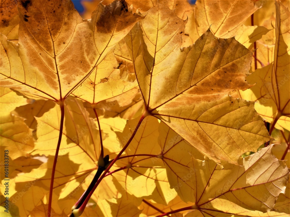 Blätter im Herbst Blätter im Herbst