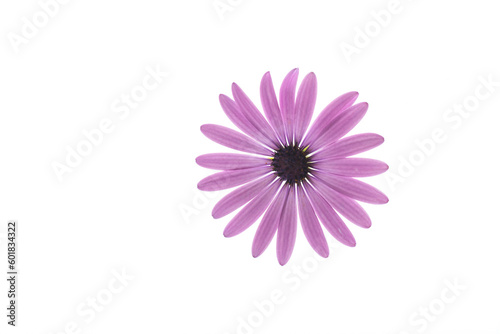 Beautiful white and purple Osteospermum flowers on white background
