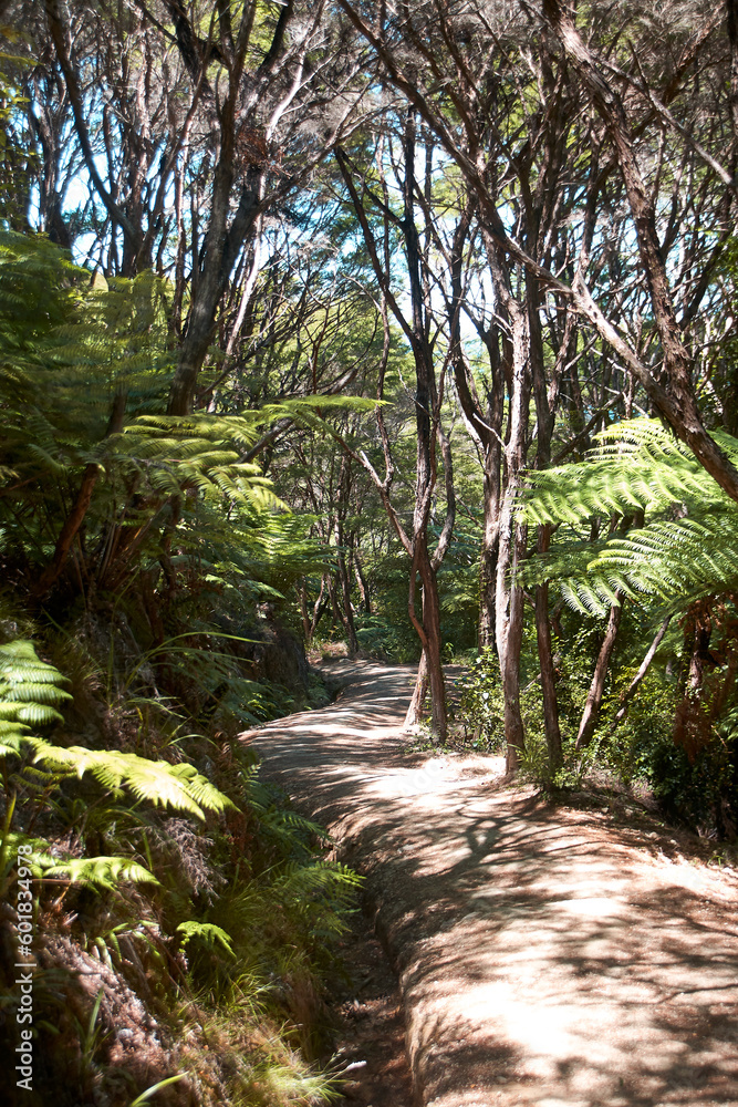 Wanderweg durch den Dschungel am Abel Tasman.