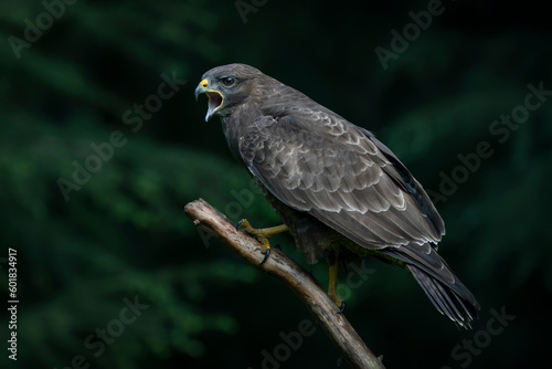 A beautiful Common Buzzard (Buteo buteo) sitting on a branch post at a pasture looking for prey. Noord Brabant in the Netherlands. Green background. 
