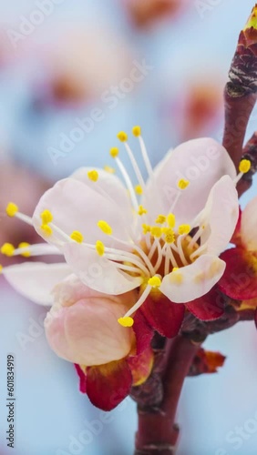 Apricot tree blossom vertical time lapse video shot against a light blue background
