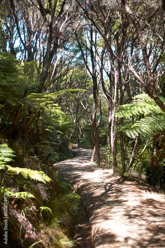 Wanderweg durch den Dschungel am Abel Tasman.