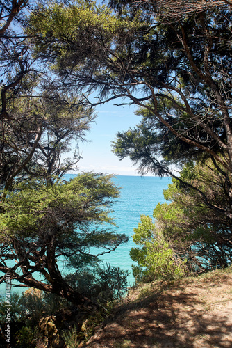 Blick auf das türkisblaue Meer durch die Bäume im Abel Tasman Nationalpark.