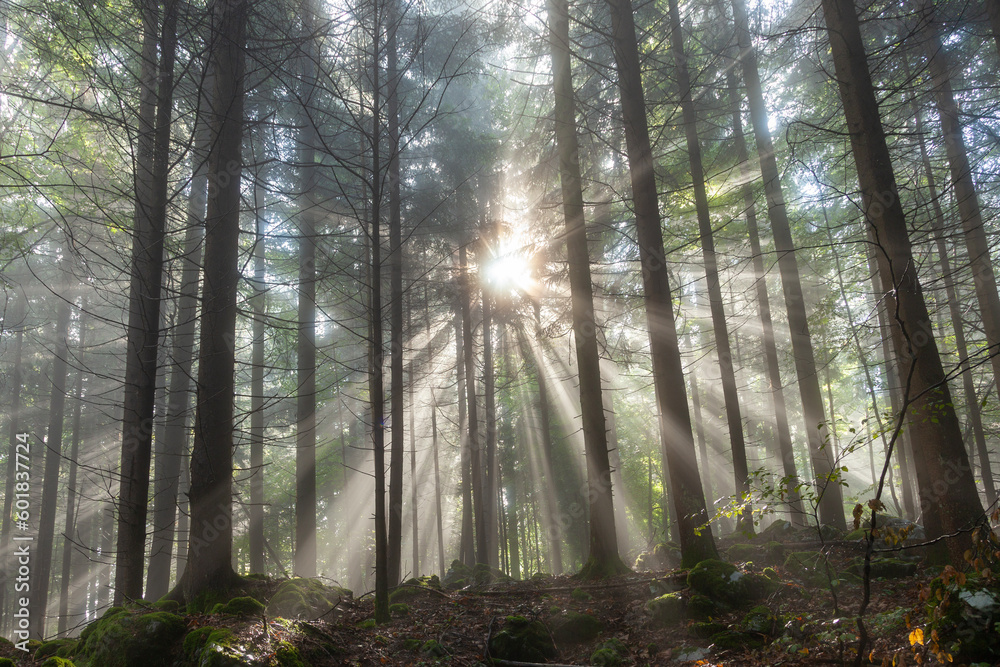 Sun rays through trees in the beautiful forest. Sun rays through trees in the beautiful forest.