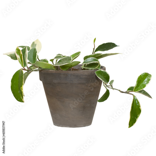 Hoya Houseplant in a ceramic pot. No background png.