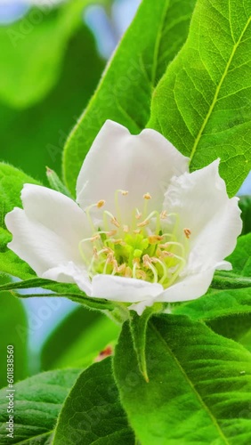 Medlar fruit flower blossoming timelapse