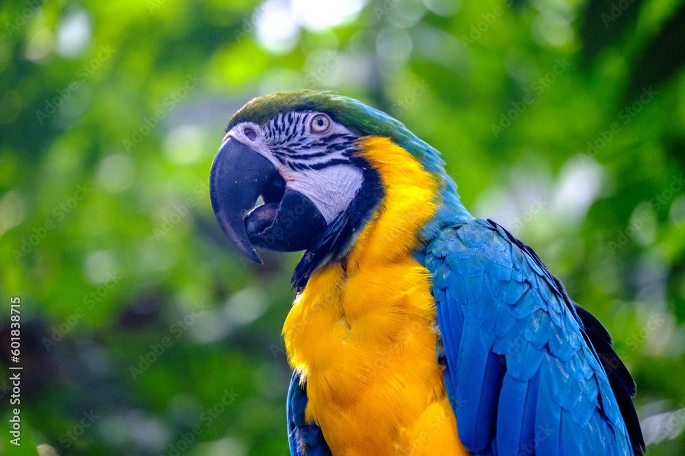 Obraz premium blue and yellow macaw