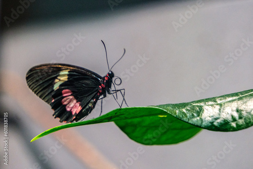 Cattlehart butterfly on leaf