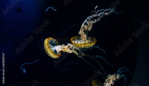 jellyfish on black