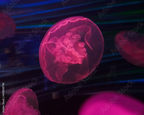 jellyfish in pink light