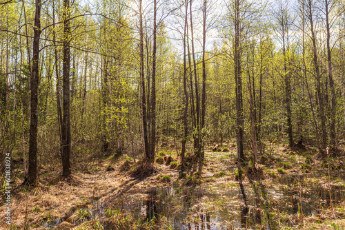 View of a swampy dense forest with young foliage. Tree trunks with shadows. Spring evening in the wilderness © Aliaksei