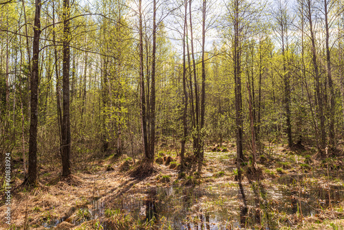 View of a swampy dense forest with young foliage. Tree trunks with shadows. Spring evening in the wilderness