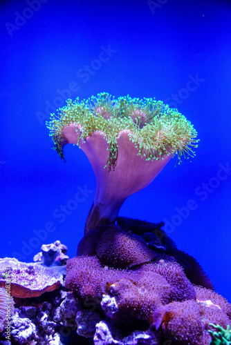 coral reef in aquarium