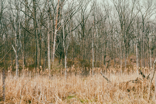 bare trees behind the field