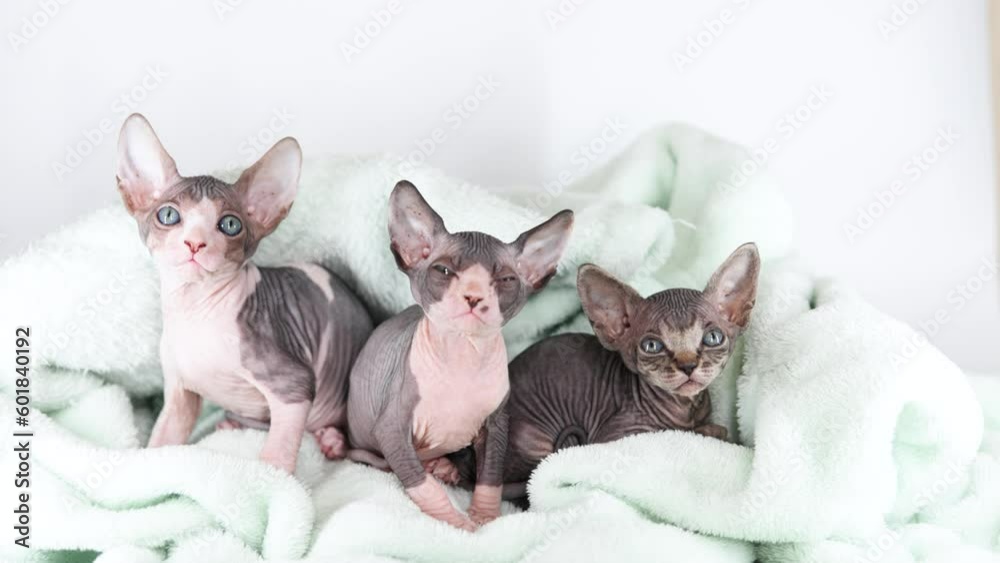 Small kittens of the sphinx breed on a gray background. Cute pets play and relax in a soft towel.