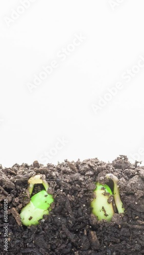 Vertical time lapse video of soybeans emerging and growing from soil on a white background