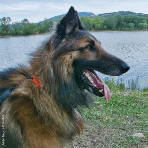 Portrait de profil d'un berger belge Tervueren format carré