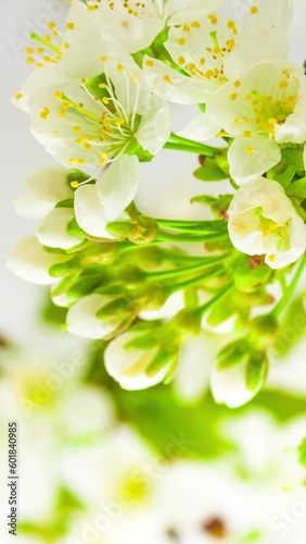 Cherry blossom vertical time lapse video of a cherry fruit flower blossoming and blooming against a white background