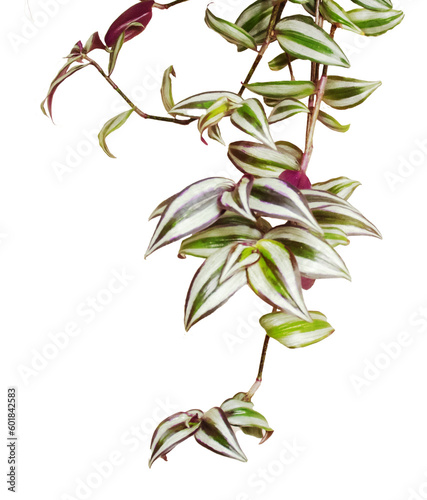 Tradescantia Zebrina plant. Wandering Dude trailing variegated houseplant branch. No background png.	
