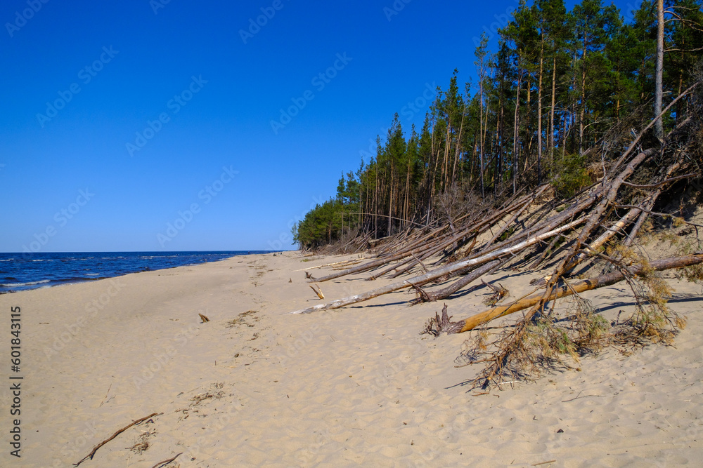 Coast of the Baltic sea affected by coastal erosion. Downed coastal trees