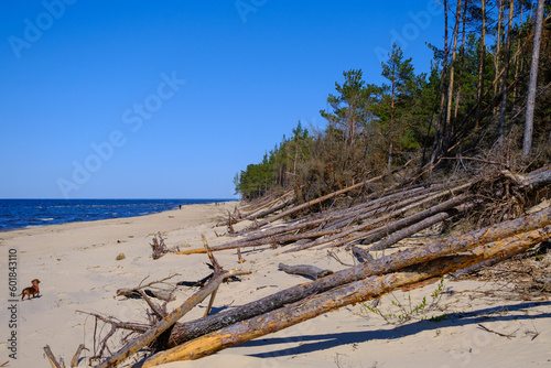 Fototapeta Naklejka Na Ścianę i Meble -  Coast of the Baltic sea affected by coastal erosion. Downed coastal trees