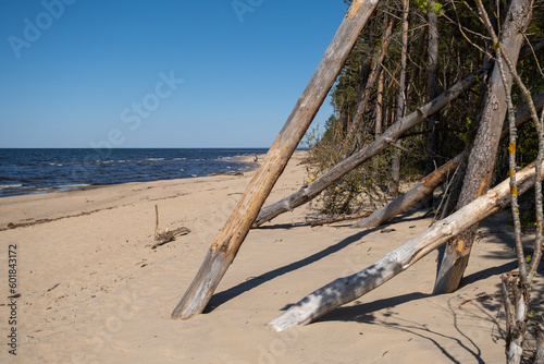 Fototapeta Naklejka Na Ścianę i Meble -  Coast of the Baltic sea affected by coastal erosion. Downed coastal trees