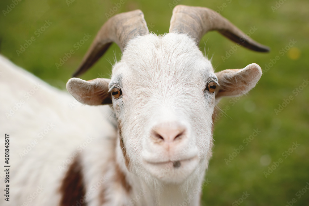  Portait von einem weißen Ziegenbock.