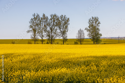 Blooming rapeseed fields in Kashubia  Pomerania  Poland.