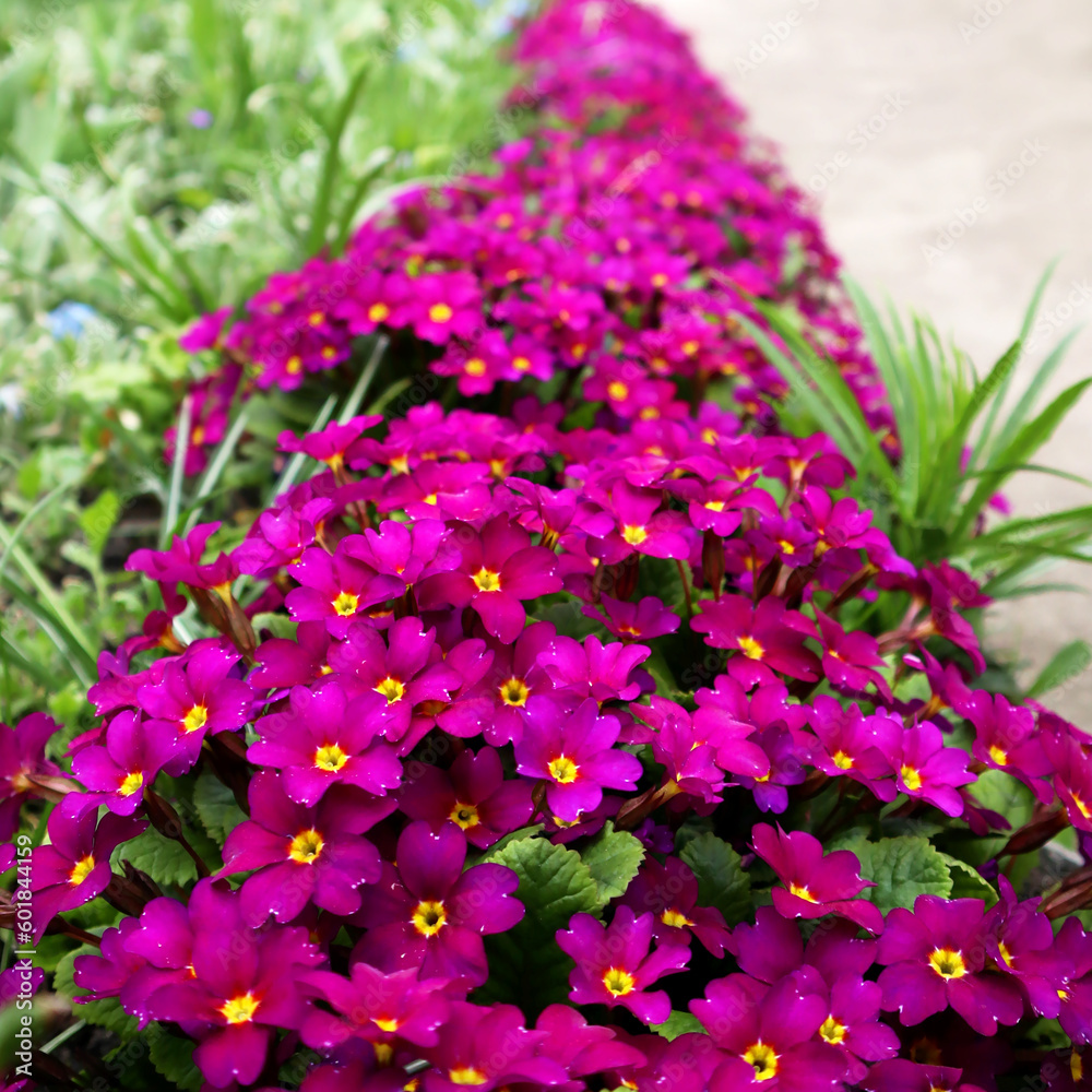 Obraz premium Pink primrose flowers in the garden