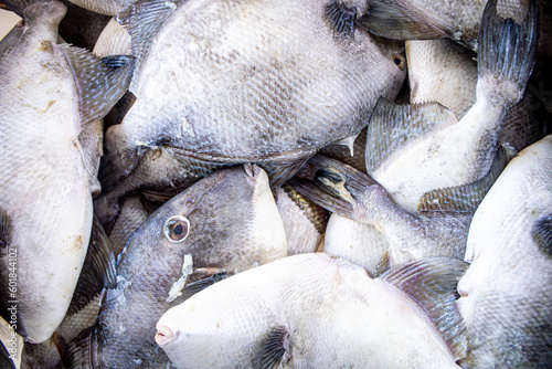 Photo of several peroa (Balistes capriscus) at the fish market