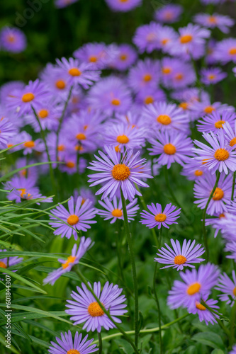 Aster tongolensis beautiful groundcovering flowers with violet purple petals and orange center, flowering plant in bloom