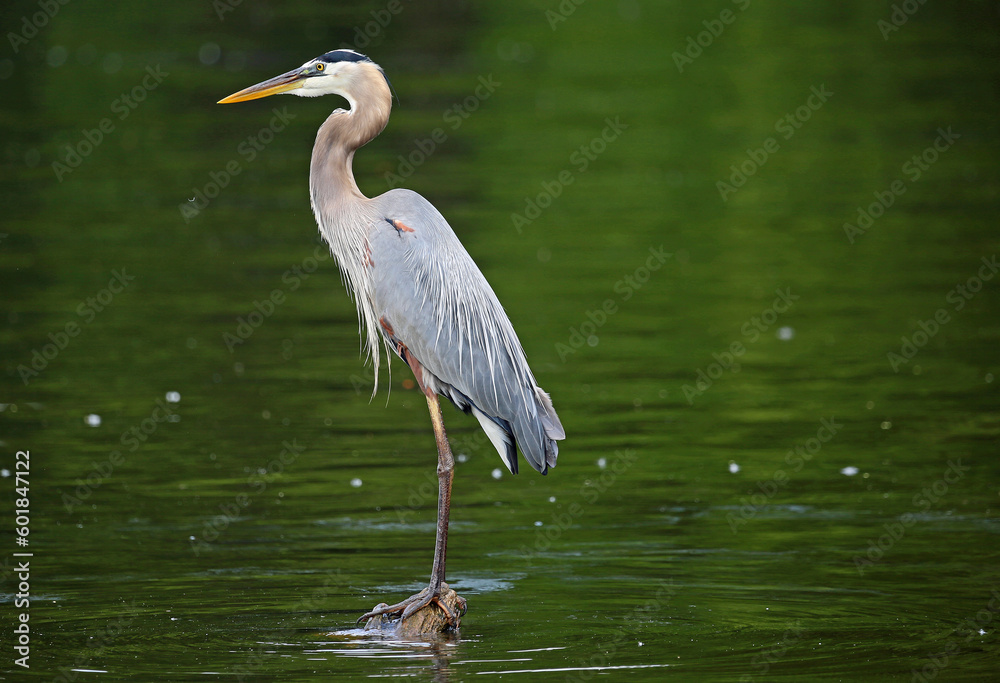 Great Blue Heron Great Blue Heron