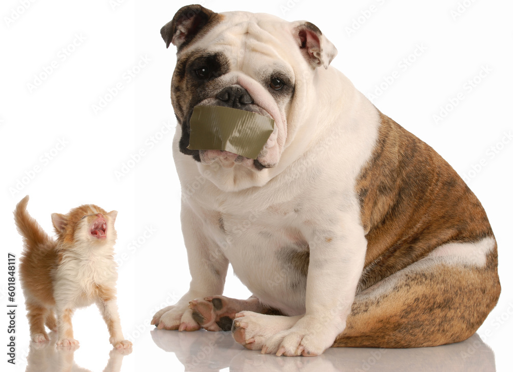 dog and cat fight - english bulldog with tape on mouth sitting beside complaining kitten