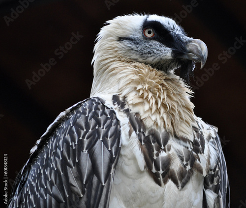 Bearded vulture (Gypaetus barbatus) portrait photo