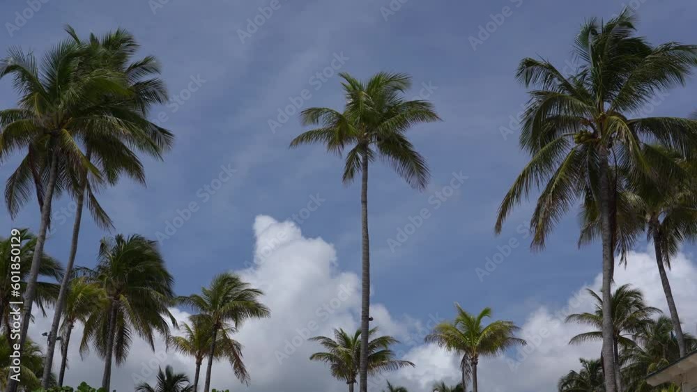 Palm Trees and white clouds against the blue sky Palm Trees and white clouds against the blue sky