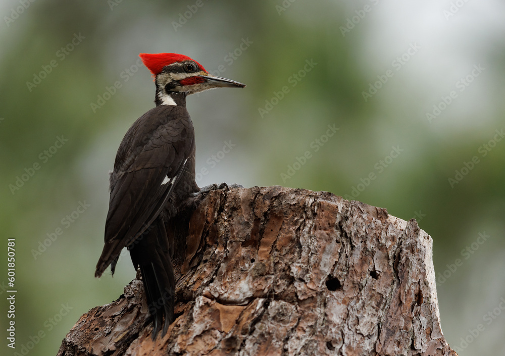 Fototapeta premium A pileated woodpecker nest in Florida 
