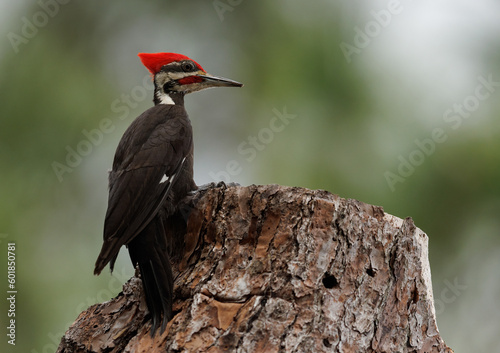 A pileated woodpecker nest in Florida 