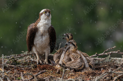 Osprey nest in Southern Florida 