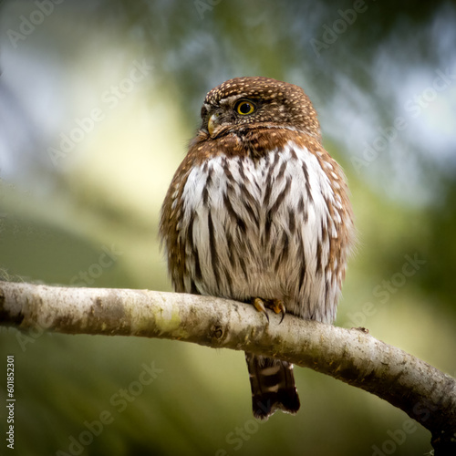 Close-up of a Pygmy Owl on a branch, British Columbia, Canada photo