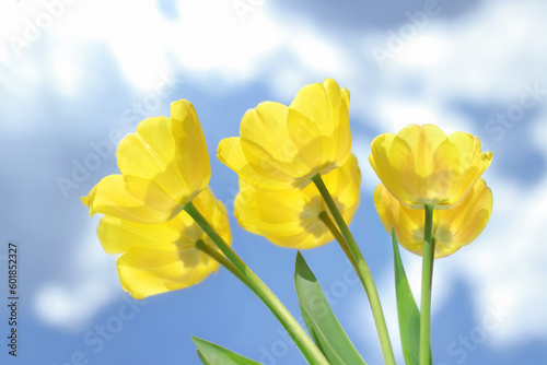 Tulip. Bouquet of spring yellow tulips. Banner. Spring flowers. Copy space. Top view. Yellow tulips on the blue white background. Blue and yellow colors. 