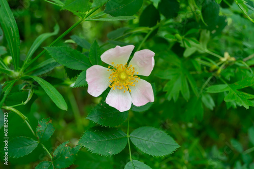 Pink rosehip flower with a yellow center