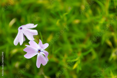 White and pink flowers in a green meadow