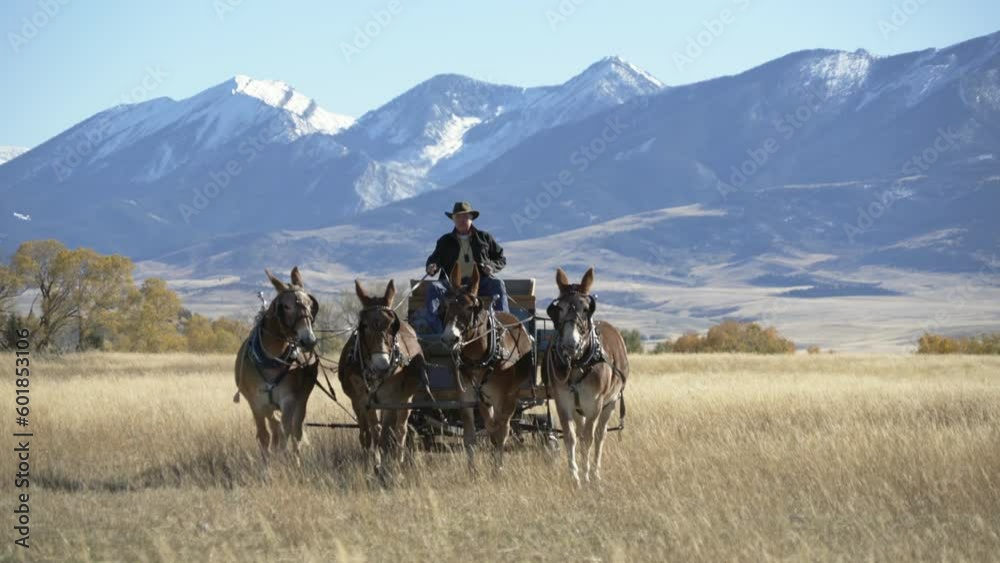 Farmer turns mule team and wagon towards camera with snowy mountains Farmer turns mule team and wagon towards camera with snowy mountains