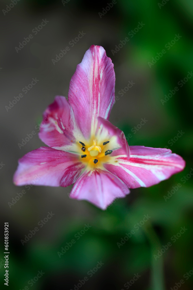 Fototapeta premium Colorful plants in spring garden
