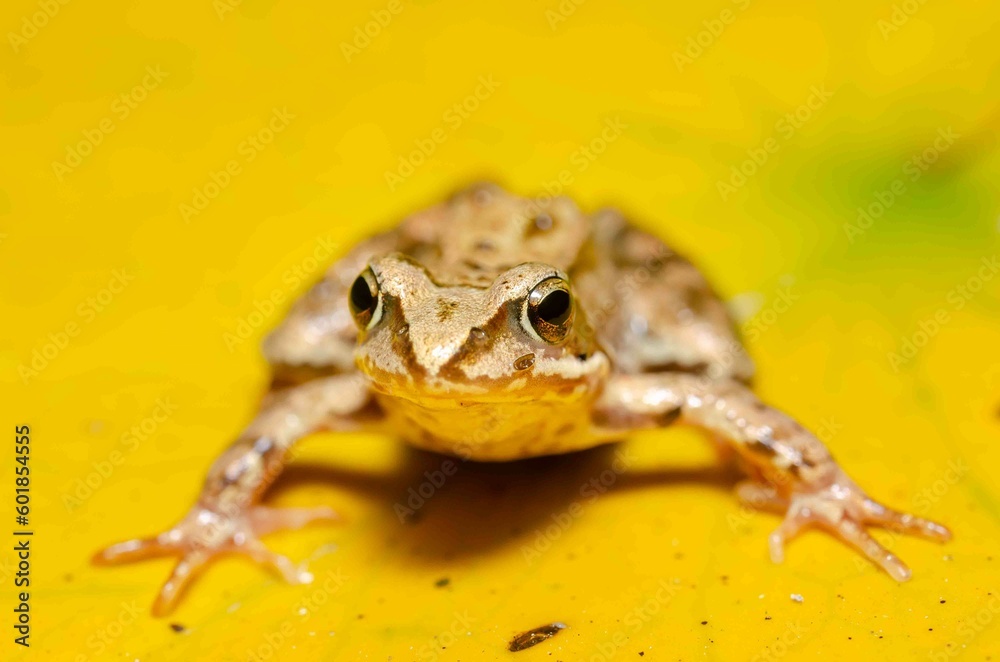 Obraz premium Frog on a yellow water lily.