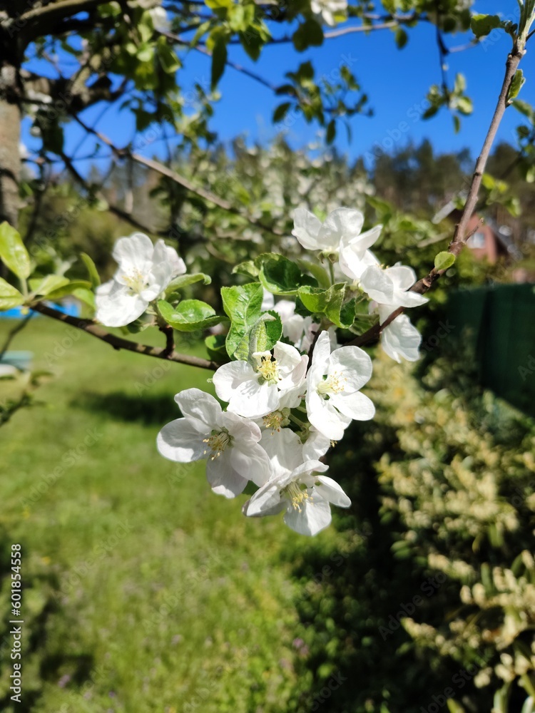 Obraz premium Apfelbaumblütte