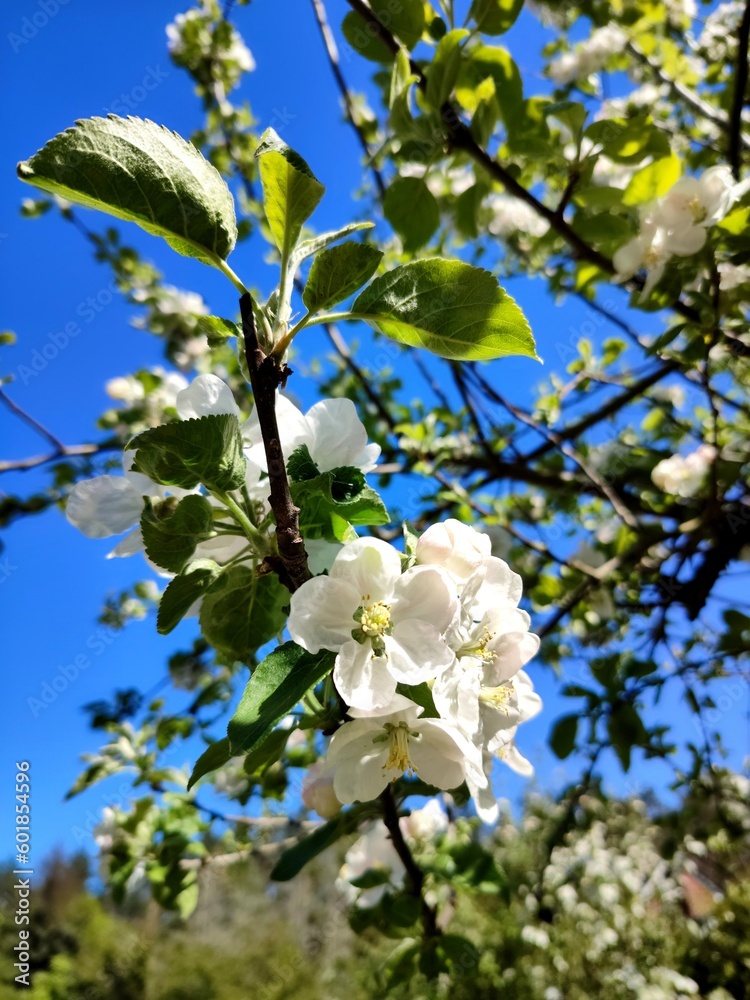 Apfelbaumblütte