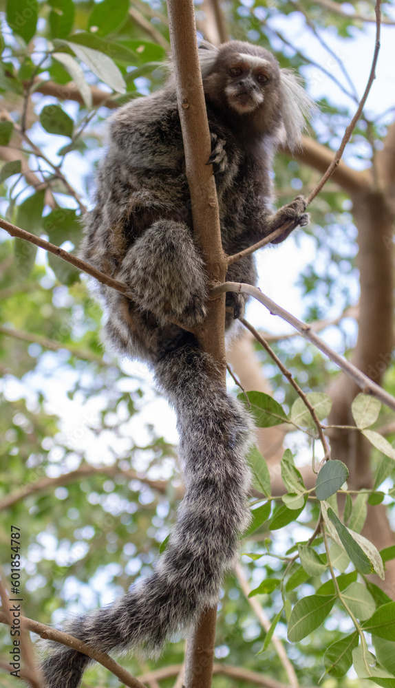 Naklejka premium Monkey in Red Beach Urca Sugar Loaf Rio de Janeiro Brazil