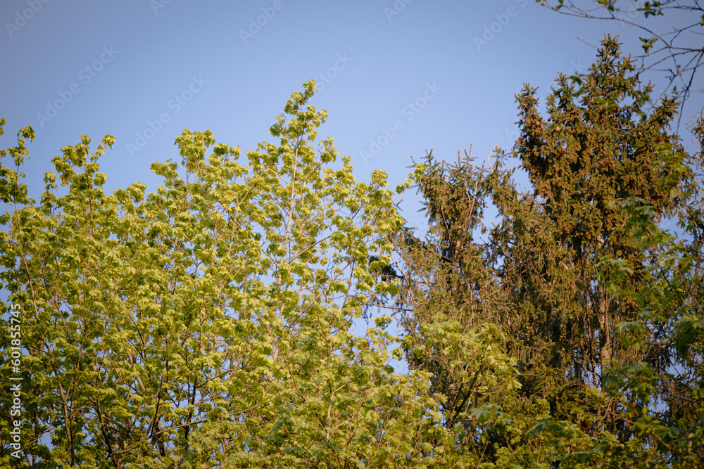 Fototapeta premium Tree tops with young spring leaves and pinecones on blue evening sky background
